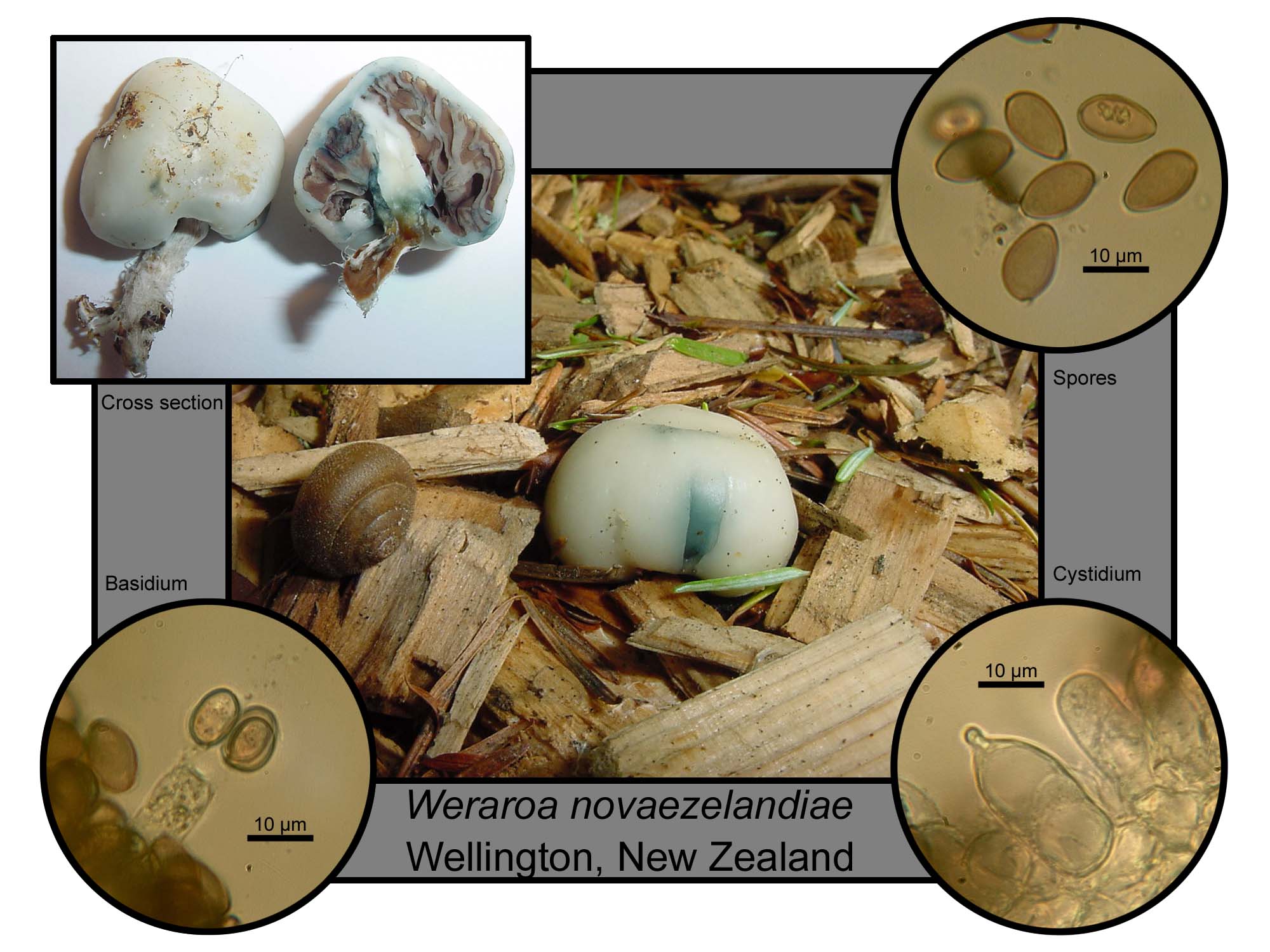 Psilocybe section Cyanescen - The Spore Works